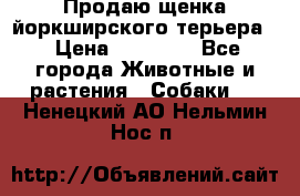 Продаю щенка йоркширского терьера  › Цена ­ 20 000 - Все города Животные и растения » Собаки   . Ненецкий АО,Нельмин Нос п.